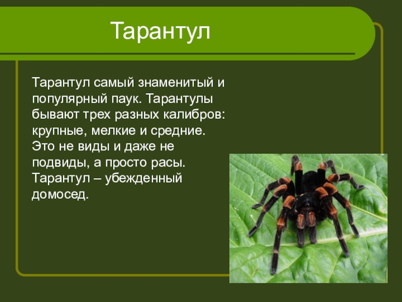 Описание паука