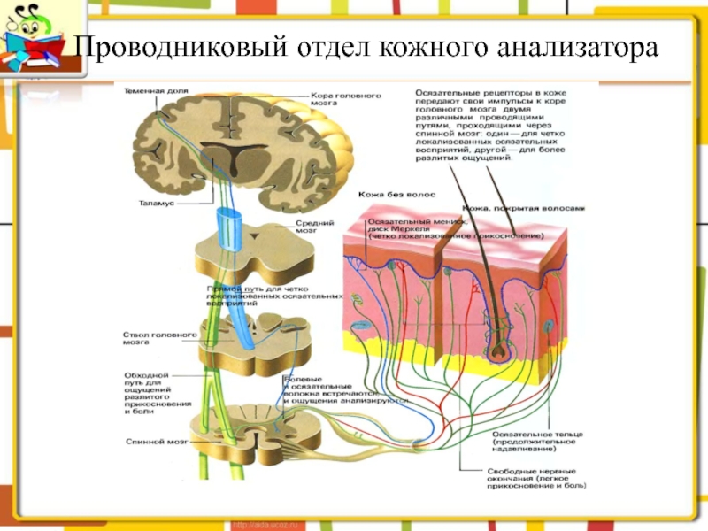 Проводниковый отдел