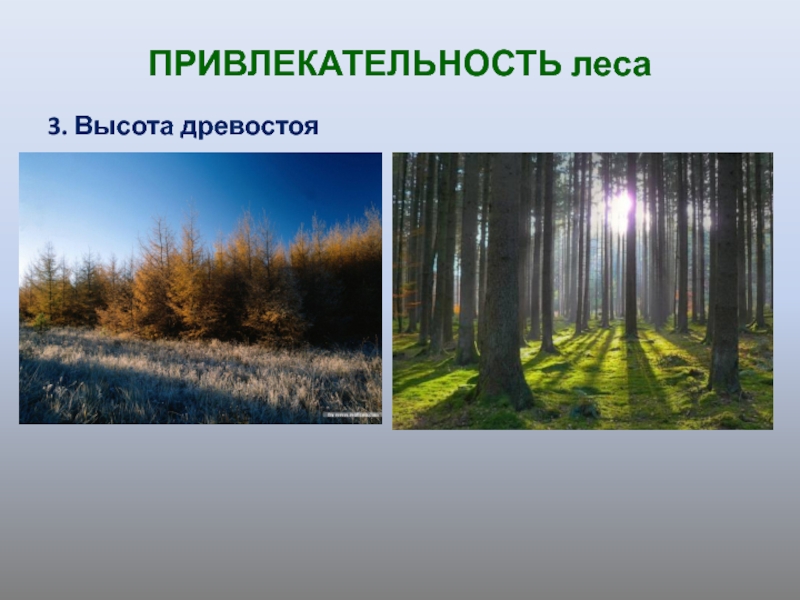 Рекреационный потенциал леса. Рекреационное значение леса. Вред лесов рекреацией.