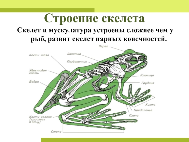 Парные конечности пресмыкающихся. Бесхвостые земноводные скелет. Скелет конечностей амфибий. Строение скелета амфибий. Земноводные скелет конечностей.