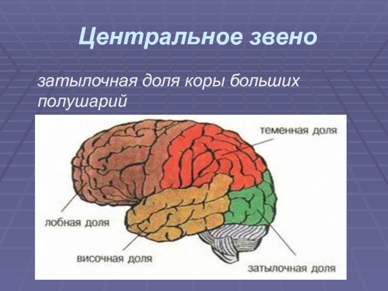 Зрительный анализатор в какой доле коры. Лобная теменная височная затылочная доли. Затылочная доля коры больших полушарий. Доли коры больших полушарий. Лобная доля коры больших полушарий.