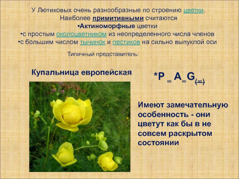 Лютиковые растения фото и названия и описание