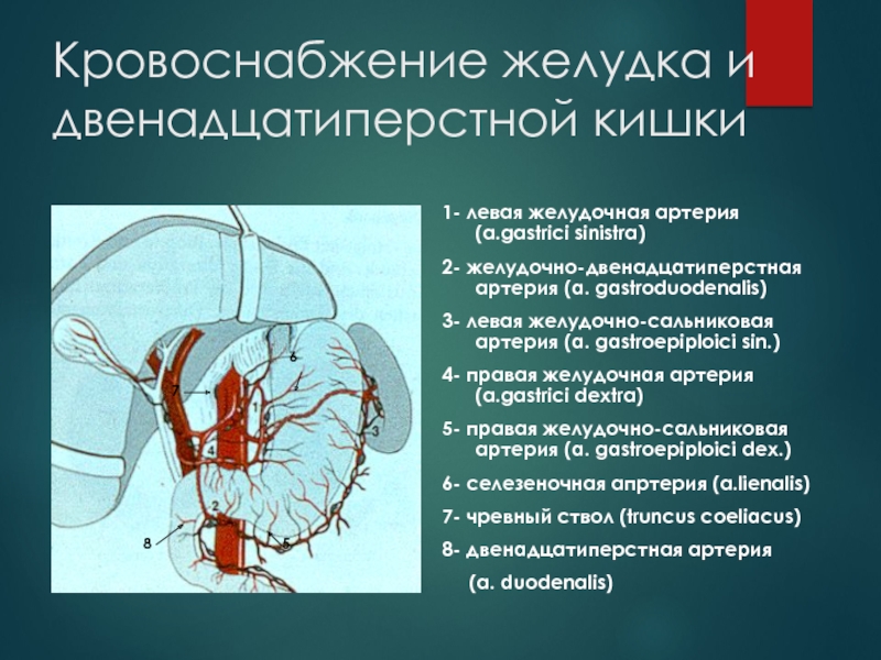 Кровоснабжение двенадцатиперстной кишки схема