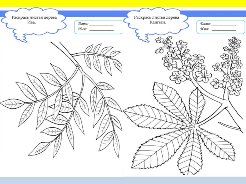 Рабочие листы 1 класс. Рабочие листы для начальной школы. Листья деревьев задания для начальной школы. Задания на тему что это за листья.