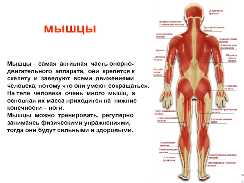 Анатомия человека презентация