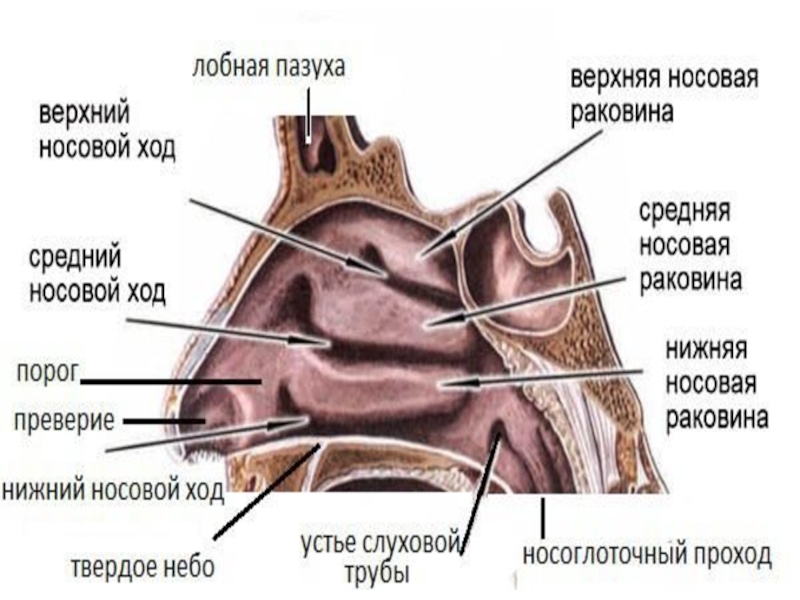 Носовые ходы. Верхний носовой ход. Нижняя и верхняя носовые раковины.