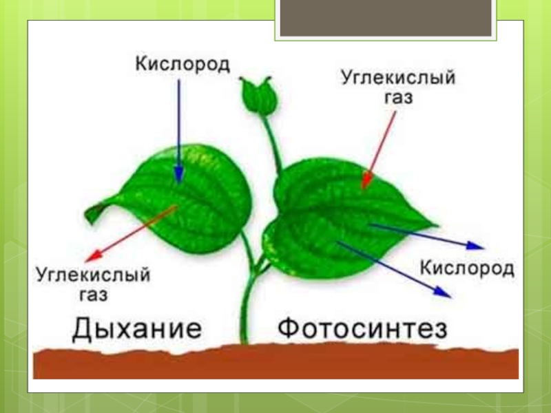 Как происходит фотосинтез у растений схема