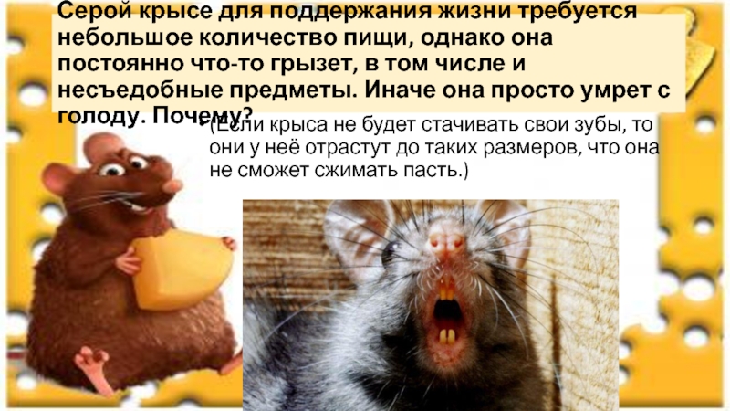 Серой крысе для поддержания жизни требуется небольшое количество пищи, однако она постоянно что-то грызет, в том числе