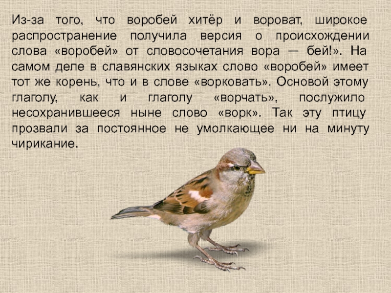 Заметил или заметел. Текст про воробья. Описание воробья. Воробей описание птицы. Проект на тему Воробей.