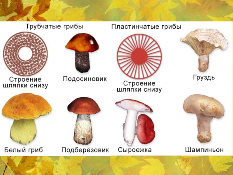 Лабораторная работа грибы. Шляпочные пластинчатые грибы несъедобные. Белый гриб трубчатый или пластинчатый гриб. Пластинчатые и трубчатые грибы снизу. Поганка трубчатый или пластинчатый гриб.