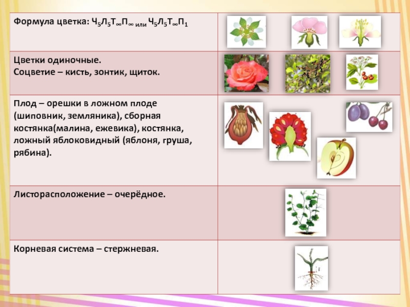 Формула цветка растений семейства розоцветные ответ. Признаки двудольных семейство Розоцветные. Семейства двудольных растений Розоцветные. Класс двудольные растения семейства Розоцветные. Характеристика семейства Розоцветные.