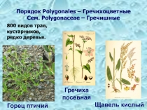 Порядок гречихоцветные