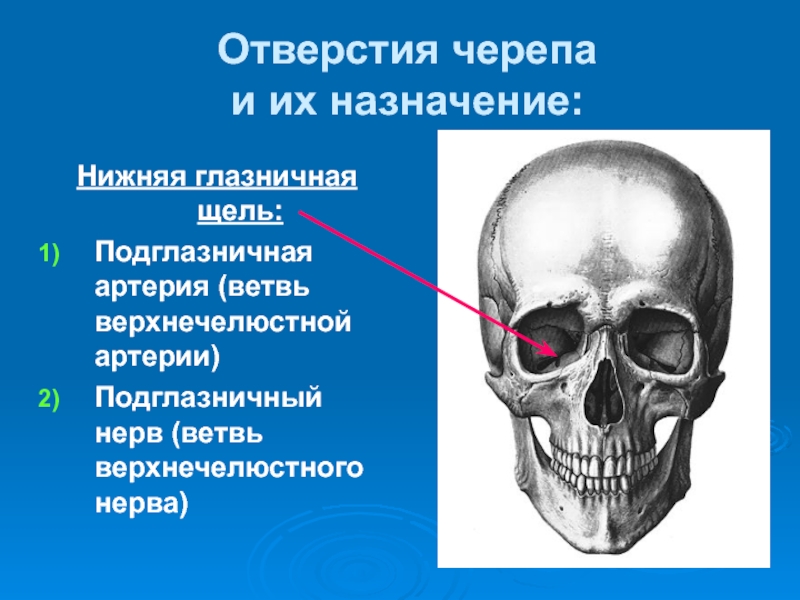 Отверстия в черепах