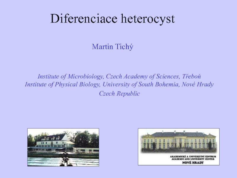 Diferenciace heterocyst
