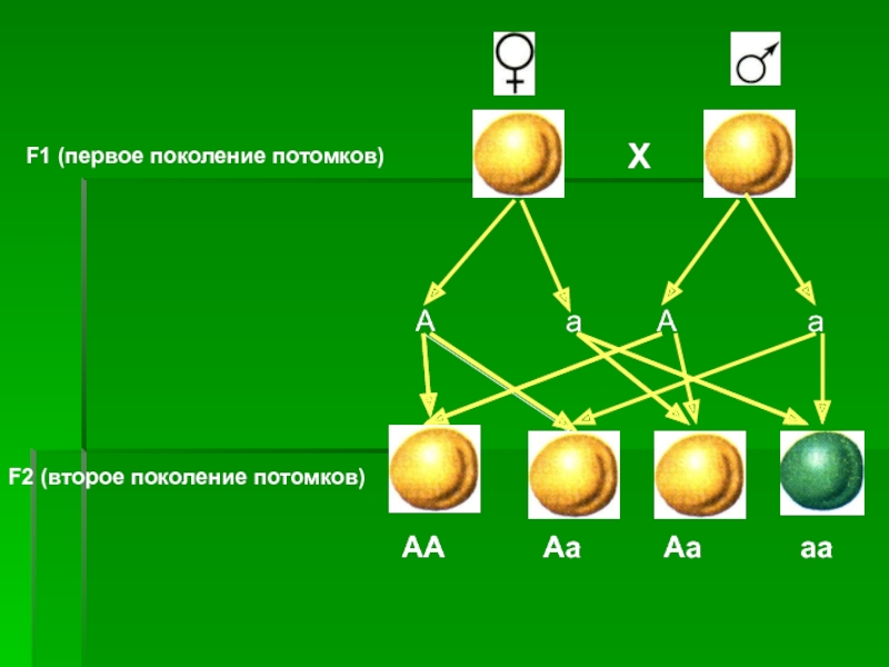 Потомок поколение