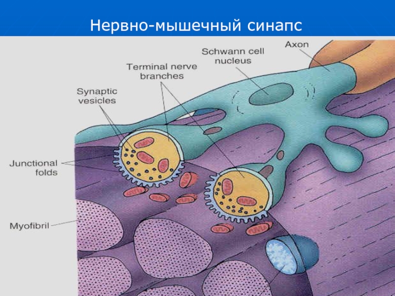 Нервно мышечный синапс передача. Нервномышечныц синапс. Нервномышечный стнапс. Неовномвшечный синапс. Нервно-мышечная синапсб.