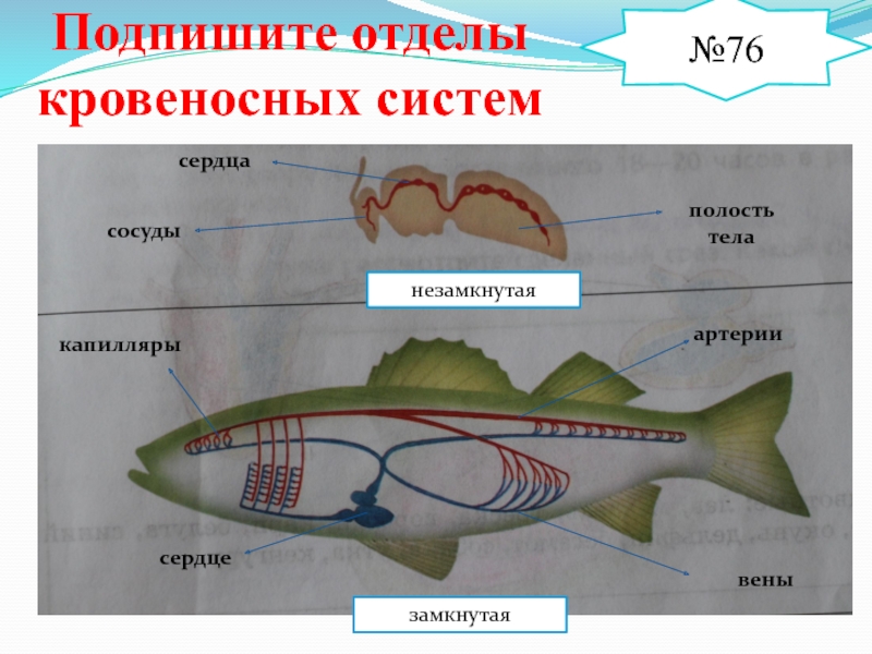 Подпишите отделы. Подпишите отделы кровеносной системы системы. Подписать отделы кровеносных систем. Подпишите отделы кровеносной системы рыбы. Рассмотрите рисунки подпишите отделы кровеносных систем.