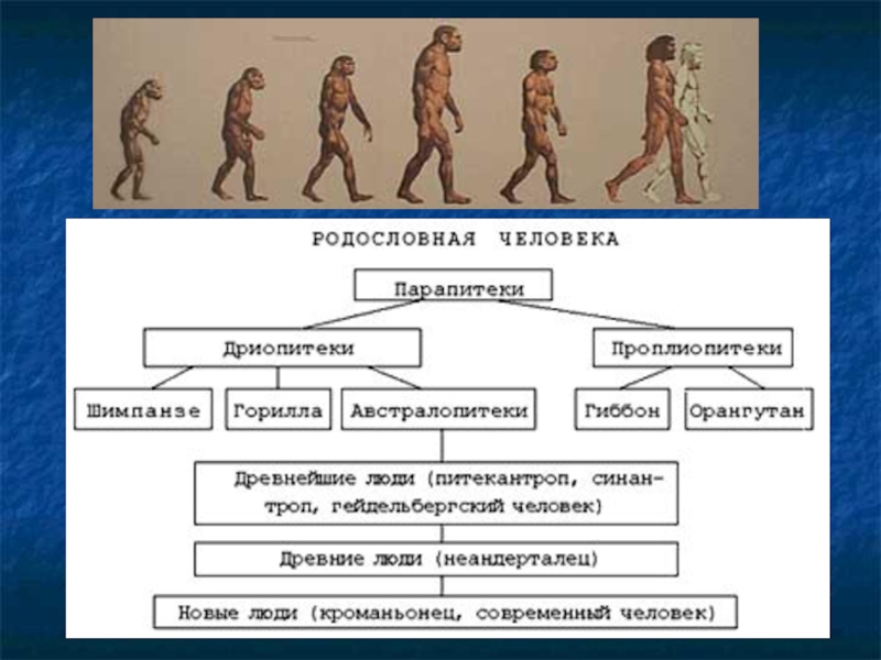 Схема эволюция человека 9 класс