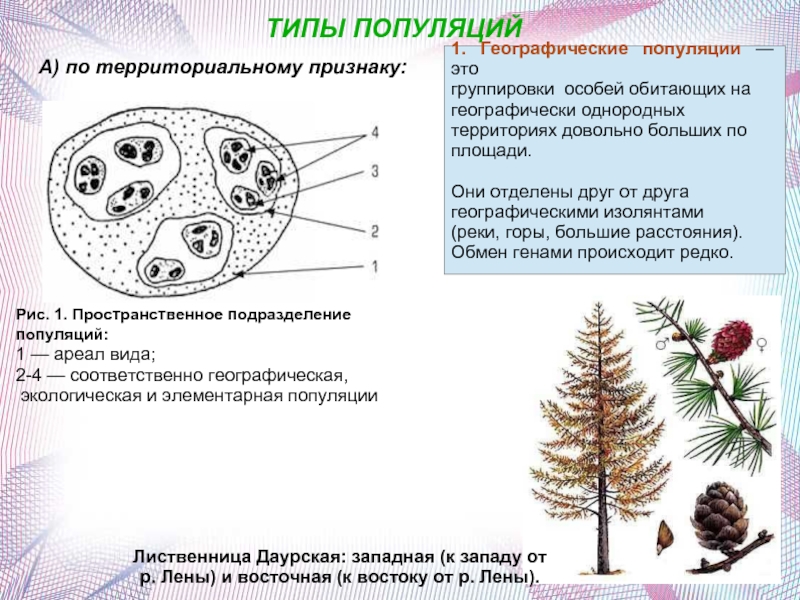 Рассмотрите рисунок что вы можете сказать о структуре данных популяций