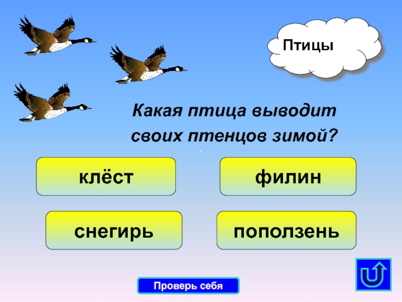 Какая птица выводит птенцов зимой. Какая птица выводит птенцов. Какая птица выводит птиц зимой. Снегирь выводит птенцов зимой. Какие птицы выводят птенцов зимой.