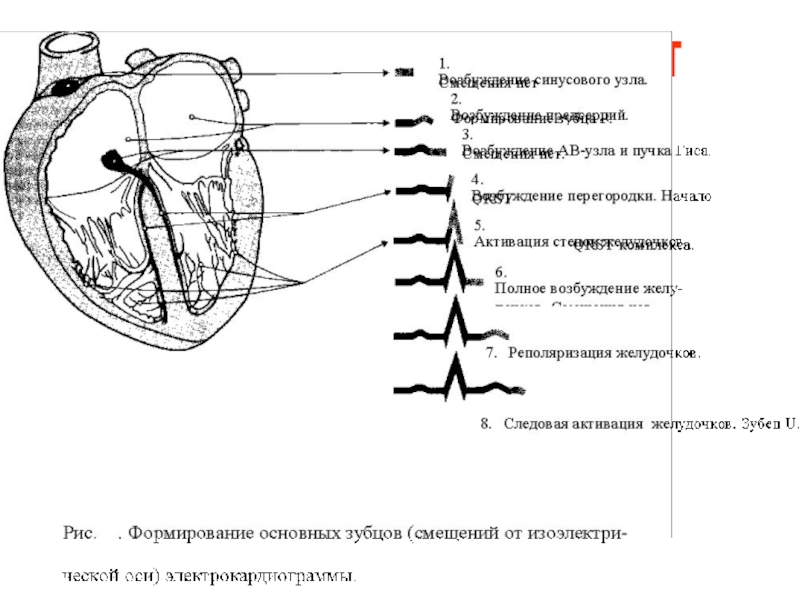 Автоматия сердца физиология