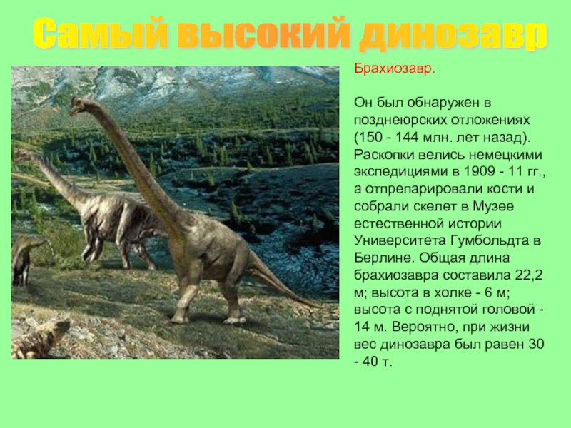 Брахиозавр.Он был обнаружен в позднеюрских отложениях (150 - 144 млн. лет назад). Раскопки велись немецкими экспедициями в