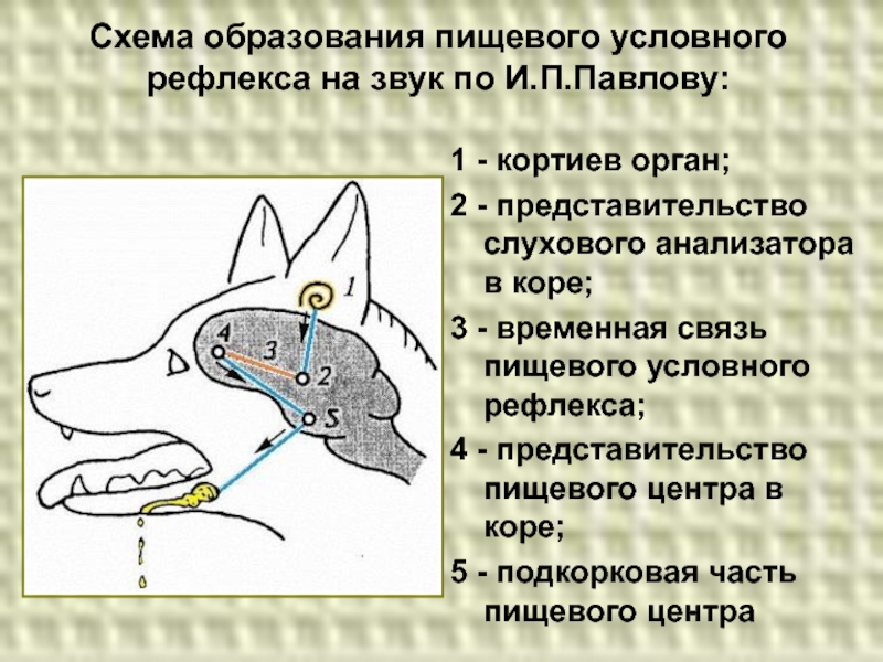 Формирование рефлексов. Схема формирования условного рефлекса Павлова. Схема условного пищевого рефлекса. Схема выработки условного слюноотделительного рефлекса по Павлову. Механизм образования условного рефлекса схема.