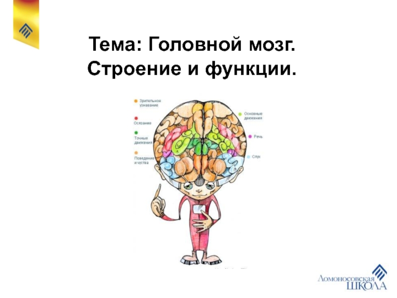 Презентация Строение и функции отделов головного мозга