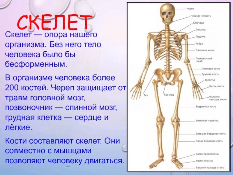 Кости человека 4 класс окружающий мир. Скелет человека. Скелет опора тела. Скелет человека информация. Информация про скелет.