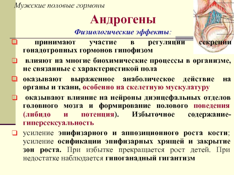 Секреция женских половых гормонов. Мужские половые гормоны. Физиологические эффекты половых гормонов. Эффекты мужских половых гормонов. Мужские половые гормоны кратко.