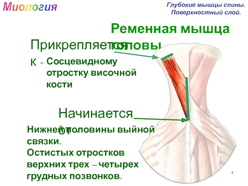 Мышцы спины поверхностный слой. Ременная мышца шеи. Выйная связка. Ременная мышца головы. Ременная мышца спины