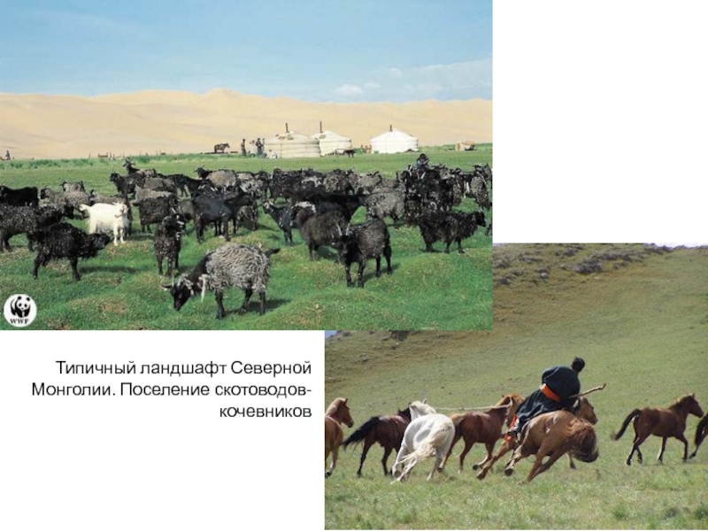 Монгол скотовод 4 буквы
