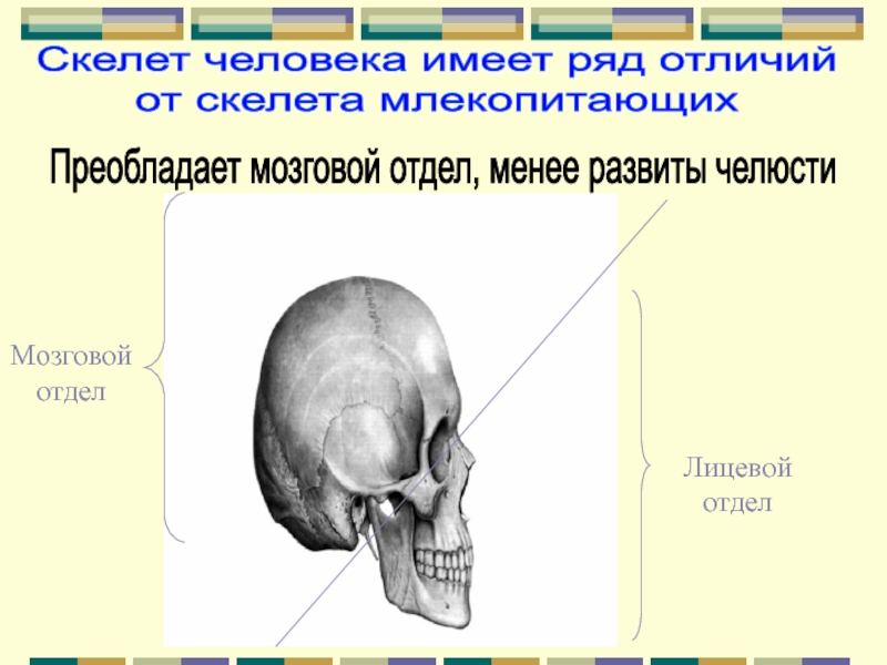 Головной отдел скелета. Осевой скелет лицевой отдел. Мозговой отдел и лицевой отдел. Скелет человека мозговой отдел.