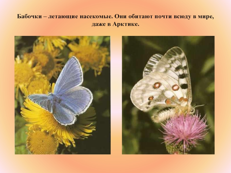Живой крас. Бабочки для презентации. Бабочки даже. Бабочки которые не летают днем. Бабочки сегодня не летают.