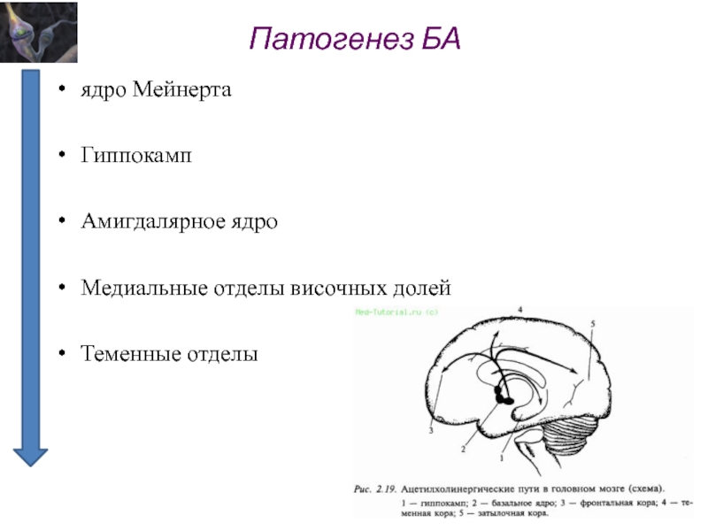 Височный отдел. Базальное ядро Мейнерта функции. Ядро Мейнерта. Медиальные отделы височной доли. Медиальная височная доля.