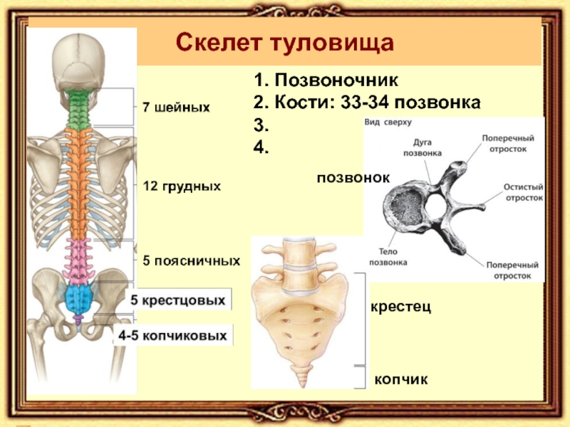 Какой отдел скелета образует кости. Перечислите кости образующие кости туловища. Кости отдела скелета туловища. Строение костей скелета туловища. Строение туловища осевой скелет.