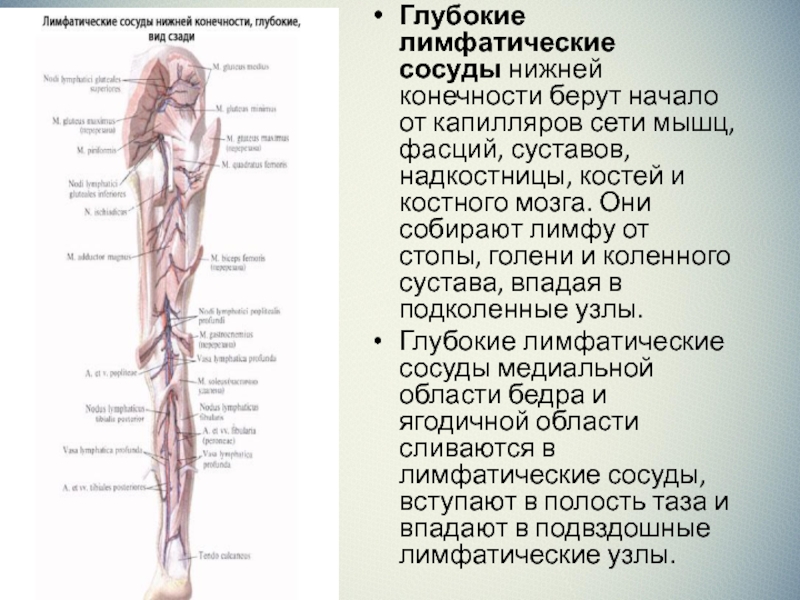 Лимфоузлы на ногах где. Группы лимфатических узлов нижней конечности. Лимфатическая система нижних конечностей схема. Лимфатическая система нижней конечности анатомия. Подколенные лимфоузлы расположение схема.