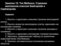 Занятие 15. Тип Mollusca. Строение
моллюсков классов Gastropoda и