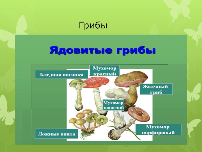 Грибы съедобные и ядовитые грибы презентация