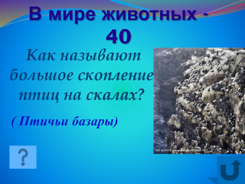 Большое скопление птиц на скалах. Как называют большое скопление птиц на скалах. Большое скопление птиц на скалах называют. Сообщение по окружающему миру птичьи базары. Как назвать большое скопление снега.