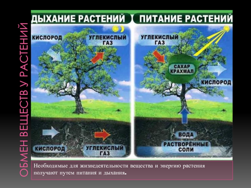 Обмен веществ у растений. Процесс дыхания и питания. Питание и дыхание растений. Растения получают энергию в процессе дыхания. Энергетика дыхания растений.