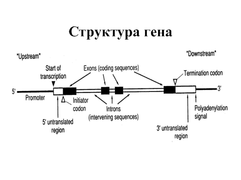 Ген геном структура гена. Общая структура Гена эукариот. Строение Гена общая схема. Структура Гена эукариот схема. Ген структура Гена.