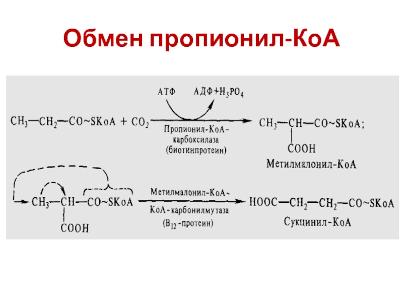 Кофермент атф. Пропионил КОА карбоксилаза реакция. Образование пропионил КОА из жирных кислот. Пропионил КОА В метилмалонил КОА. Пропионат - пропионил КОА- метилмалонил КОА.