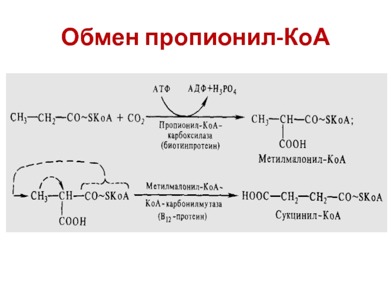 Кофермент атф