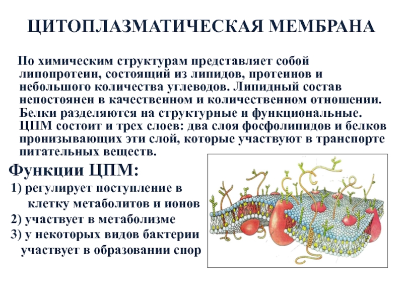 Мембрана бактерий. Строение и функции цитоплазматической мембраны клеток.. Цитоплазматическая мембрана п. Структура и функции цитоплазматической мембраны. Строение цитоплазматической мембраны бактерий.