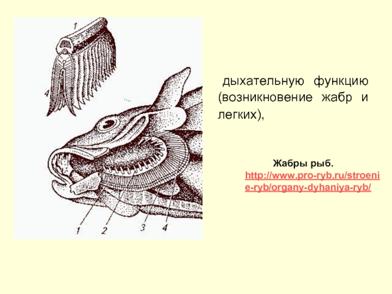 дыхательную функцию (возникновение жабр и легких), Жабры рыб. http://www.pro-ryb.ru/stroenie-ryb/organy-dyhaniya-ryb/