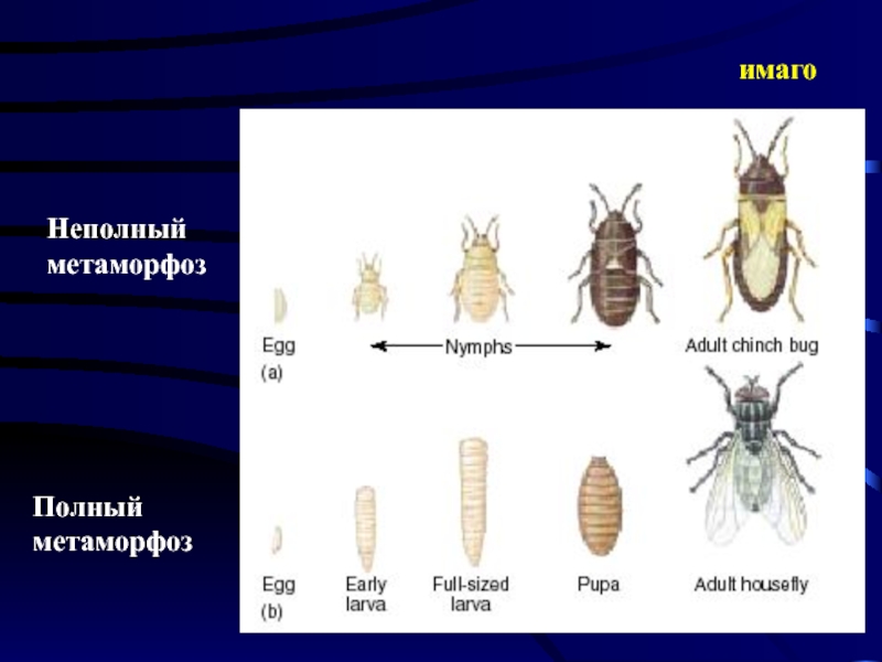 Метаморфоз это. Неполный метаморфоз. Имаго с неполным превращением. Полный метаморфоз. Имаго метаморфоз.
