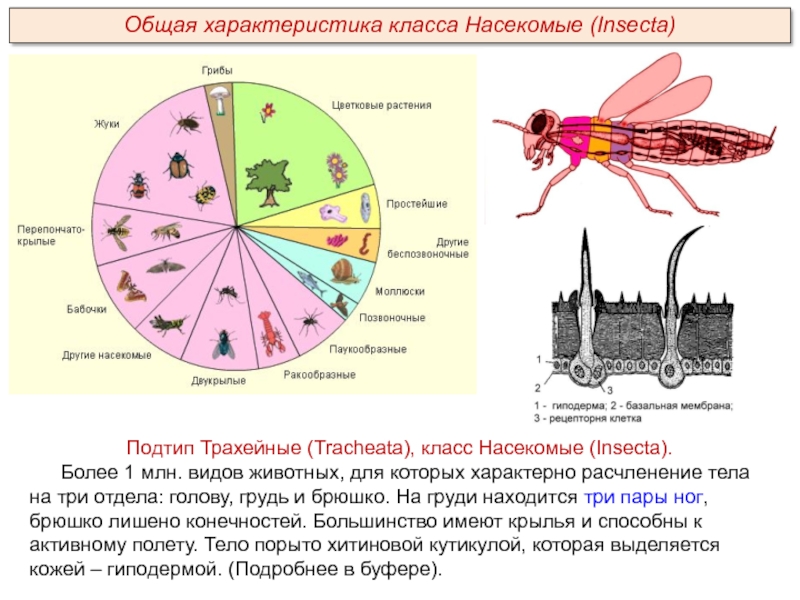 Подтип Трахейные (Tracheata), класс Насекомые (Insecta).Более 1 млн. видов животных, для которых характерно расчленение тела на три