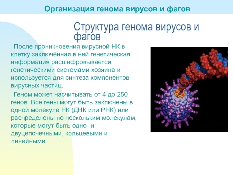 Наследственный аппарат вируса формы жизни бактериофаги. Строение генома вируса. Организация наследственного аппарата вирусов. Структура генома вирусов. Структура генома вирусов и фагов.