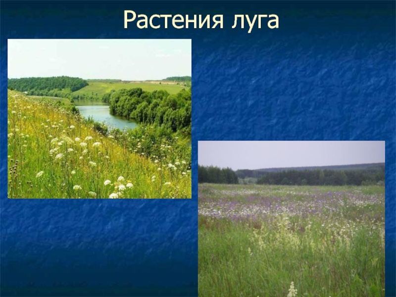 Содержание луга. Расположение лугов. Водяной Луга. Луг похож на сравнение. Песня зелены Луга, зелены Луга.